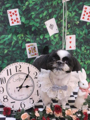 20250423たいがくん